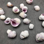 Cebu Beauty/Violet Coral Seashells - Coralliophila Neritoidea - (approx. 40-50 pcs.). Multiple purple and cream spiral shells. Copyright 2022 SeaShellSupply.com.