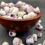 Cebu Beauty/Violet Coral Seashells - Coralliophila Neritoidea - (approx. 40-50 pcs.). Multiple purple and cream spiral shells. Copyright 2022 SeaShellSupply.com.
