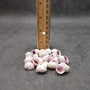 Cebu Beauty/Violet Coral Seashells - Coralliophila Neritoidea - (approx. 40-50 pcs.). Multiple purple and cream spiral shells. Copyright 2022 SeaShellSupply.com.