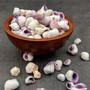 Cebu Beauty/Violet Coral Seashells - Coralliophila Neritoidea - (approx. 40-50 pcs.). Multiple purple and cream spiral shells. Copyright 2022 SeaShellSupply.com.