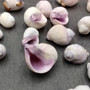 Cebu Beauty/Violet Coral Seashells - Coralliophila Neritoidea - (approx. 40-50 pcs.). Multiple purple and cream spiral shells. Copyright 2022 SeaShellSupply.com.