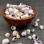 Cebu Beauty Violet Coral Seashells Coralliophila Neritoidea (approx. 40+ shells 0.5+ inches) Special for any coastal themed arts and crafts!