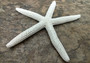 White Finger Starfish - Linka Laevigata - (3 starfish approx. 3-4 inches)