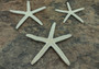 White Finger Starfish - Linka Laevigata - (3 starfish approx. 3-4 inches). Three white textured starfish laying next to eachother. Copyright 2022 SeaShellSupply.com.