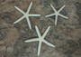 White Finger Starfish - Linka Laevigata - (3 starfish approx. 3-4 inches). Three white textured starfish laying next to eachother. Copyright 2022 SeaShellSupply.com.