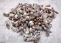 Cerithium Molniferus Seashells (approx. 190-200 pcs.). Multiple striped cone shaped shells in pile. Copyright 2025 SeaShellSupply.com.