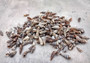 Cerithium Molniferus Seashells (approx. 190-200 pcs.). Multiple striped cone shaped shells in pile. Copyright 2025 SeaShellSupply.com.
