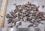 Cerithium Molniferus Seashells (approx. 190-200 pcs.). Multiple striped cone shaped shells in pile. Copyright 2025 SeaShellSupply.com.