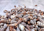 Cerithium Molniferus Seashells (approx. 190-200 pcs.). Multiple striped cone shaped shells in pile. Copyright 2025 SeaShellSupply.com.