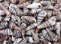 Cerithium Molniferus Seashells (approx. 190-200 pcs.). Multiple striped cone shaped shells in pile. Copyright 2025 SeaShellSupply.com.