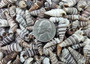 Cerithium Molniferus Seashells (approx. 190-200 pcs.). Multiple striped cone shaped shells in pile. Copyright 2025 SeaShellSupply.com.