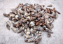 Cerithium Molniferus Seashells (approx. 190-200 pcs.). Multiple striped cone shaped shells in pile. Copyright 2025 SeaShellSupply.com.