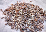 Cerithium Molniferus Seashells (approx. 190-200 pcs.). Multiple striped cone shaped shells in pile. Copyright 2025 SeaShellSupply.com.