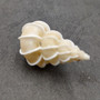 Precious Wentletrap Seashell Epitonium Scalare (1 shell approx. 1.5+ inches) Delicate Precious Wentletrap Shell for collecting & display! Precious Wentletrap Seashell Epitonium Scalare (1 shell approx. 1.5+ inches) Delicate Precious Wentletrap Shell for collecting & display!