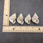 Precious Wentletrap Seashell Epitonium Scalare (1 shell approx. 1.5+ inches) Delicate Precious Wentletrap Shell for collecting & display! Precious Wentletrap Seashell Epitonium Scalare (1 shell approx. 1.5+ inches) Delicate Precious Wentletrap Shell for collecting & display!