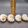 Precious Wentletrap Seashell Epitonium Scalare (1 shell approx. 1.5+ inches) Delicate Precious Wentletrap Shell for collecting & display! Precious Wentletrap Seashell Epitonium Scalare (1 shell approx. 1.5+ inches) Delicate Precious Wentletrap Shell for collecting & display!
