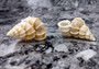 Precious Wentletrap Seashell - Epitonium Scalare - (1 shell approx. 1.5-2 inches)