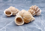 Precious Wentletrap Seashell - Epitonium Scalare - (1 shell approx. 1.5-2 inches)