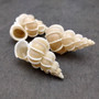 Precious Wentletrap Seashell Epitonium Scalare (1 shell approx. 1.5+ inches) Delicate Precious Wentletrap Shell for collecting & display!