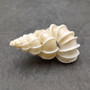 Precious Wentletrap Seashell Epitonium Scalare (1 shell approx. 1.5+ inches) Delicate Precious Wentletrap Shell for collecting & display!