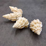 Precious Wentletrap Seashell Epitonium Scalare (1 shell approx. 1.5+ inches) Delicate Precious Wentletrap Shell for collecting & display!