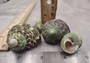 Green Silver Mouth Turbo Seashell - Turbo Argyrostoma - (4 shells approx. 1-2 inches). figurine glass smooth decoration with supportive base. Copyright 2022 SeaShellSupply.com.