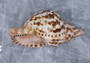 Caribbean Triton Seashell - Charonia Tritonis - (1 shell approx. 7-8 inches) B GRADE. Brown and white shaded spiral shells. Copyright 2022 SeaShellSupply.com.