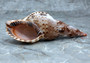 Caribbean Triton Seashell - Charonia Tritonis - (1 shell approx. 5-6 inches) B GRADE. One brown and white spiral ribbed shell with medium opening. Copyright 2022 SeaShellSupply.com.

