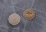 Cupped Mushroom Coral (2 pcs.) - (1-2\"). Two part shell white and ribbed. Copyright 2022 SeaShellSupply.com.