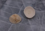 Cupped Mushroom Coral (2 pcs.) - (1-2\"). Two part shell white and ribbed. Copyright 2022 SeaShellSupply.com.