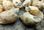 Small Spiral Babylon Seashells - Babylonia Spirata - (20 shells approx. 0.75-1 inches). Multiple spotted spiral shells in a grouping. Copyright 2022 SeaShellSupply.com.