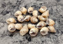 Small Spiral Babylon Seashells - Babylonia Spirata - (20 shells approx. 0.75-1 inches). Multiple spotted spiral shells in a grouping. Copyright 2022 SeaShellSupply.com.