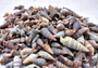 Dark Screw Seashell Assortment Cerithium Sulcata (approx. half cup 190+ shells 0.5+ inches) Mixed Brown Screw shells for arts & crafts! Copyright 2025 SeaShellSupply.com.