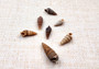 Dark Screw Seashell Assortment Cerithium Sulcata (approx. half cup 190+ shells 0.5+ inches) Mixed Brown Screw shells for arts & crafts! Copyright 2025 SeaShellSupply.com.
