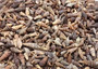 Dark Screw Seashell Assortment Cerithium Sulcata (approx. half cup 190+ shells 0.5+ inches) Mixed Brown Screw shells for arts & crafts! Copyright 2025 SeaShellSupply.com.