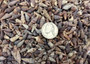Dark Screw Seashell Assortment Cerithium Sulcata (approx. half cup 190+ shells 0.5+ inches) Mixed Brown Screw shells for arts & crafts! Copyright 2025 SeaShellSupply.com.