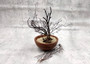 Black Sea Fan - Gorgonia Ventalina - (3 fans approx. 4-6+ inches). Multiple different angle branches with some parts of the root system. Copyright 2025 SeaShellSupply.com.