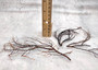 Black Sea Fan - Gorgonia Ventalina - (3 fans approx. 4-6+ inches). Multiple different angle branches with some parts of the root system. Copyright 2025 SeaShellSupply.com.
