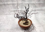 Black Sea Fan - Gorgonia Ventalina - (3 fans approx. 4-6+ inches). Multiple different angle branches with some parts of the root system. Copyright 2025 SeaShellSupply.com.