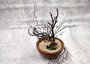 Black Sea Fan Corals Dried Gorgonia Ventalina (3 fans approx. 4-5+ inches) Natural sea fan coral branches for arts crafts & home decor!