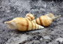Arabian Tibia Curta Conch Sea Shell - Tibia Insulaechorab - (3 shells approx. 4-5 inches). Three brown ombre spiral shells laying near eachother. Copyright 2022 SeaShellSupply.com .