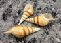 Arabian Tibia Curta Conch Sea Shell - Tibia Insulaechorab - (3 shells approx. 4-5 inches). Three brown ombre spiral shells laying near eachother. Copyright 2022 SeaShellSupply.com .