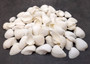 White Ark Clam Seashells - Andara Scapha - (approx. 1 Kilogram/2.2 lbs. 1.5-2.5 inches). Multiple white wide base open ribbed shells in a pile. Copyright 2022 SeaShellSupply.com.