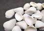 White Ark Clam Seashells - Andara Scapha - (approx. 1 Kilogram/2.2 lbs. 1.5-2.5 inches). Multiple white wide base open ribbed shells in a pile. Copyright 2022 SeaShellSupply.com.