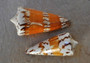 General Cone Polished - Conus Generalis - (2 shells approx. 1.5-2.5 inches). orange and white spiral shiny shells. Copyright 2022 SeaShellSupply.com.
