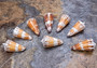 General Cone Polished - Conus Generalis - (2 shells approx. 1.5-2.5 inches). orange and white spiral shiny shells. Copyright 2022 SeaShellSupply.com.