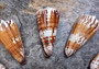 General Cone Polished - Conus Generalis - (2 shells approx. 1.5-2.5 inches). orange and white spiral shiny shells. Copyright 2022 SeaShellSupply.com.