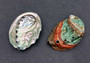 Korean Abalone Seashell - Northern Abalone - Pinto Abalone - Haliotis Kamchatskana - (1 shell approx. 2.5-3 inches). Two green and red shaded shells, one showing the under side and the other showing the design. Copyright 2022 SeaShellSupply.com.