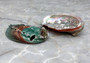Korean Abalone Seashell - Northern Abalone - Pinto Abalone - Haliotis Kamchatskana - (1 shell approx. 2.5-3 inches). Two green and red shaded shells, one showing the under side and the other showing the design. Copyright 2022 SeaShellSupply.com.