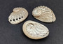 Pearled Oval Abalone - Haliotis Ovina - (3 shells 2.25-3.25 inch). Three white shiny shells with open holes along one edge. Copyright 2022 SeaShellSupply.com.
